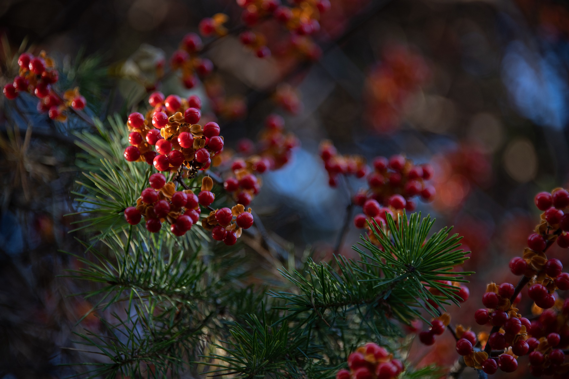 Christmas Wreath Making Workshops SOLD OUT